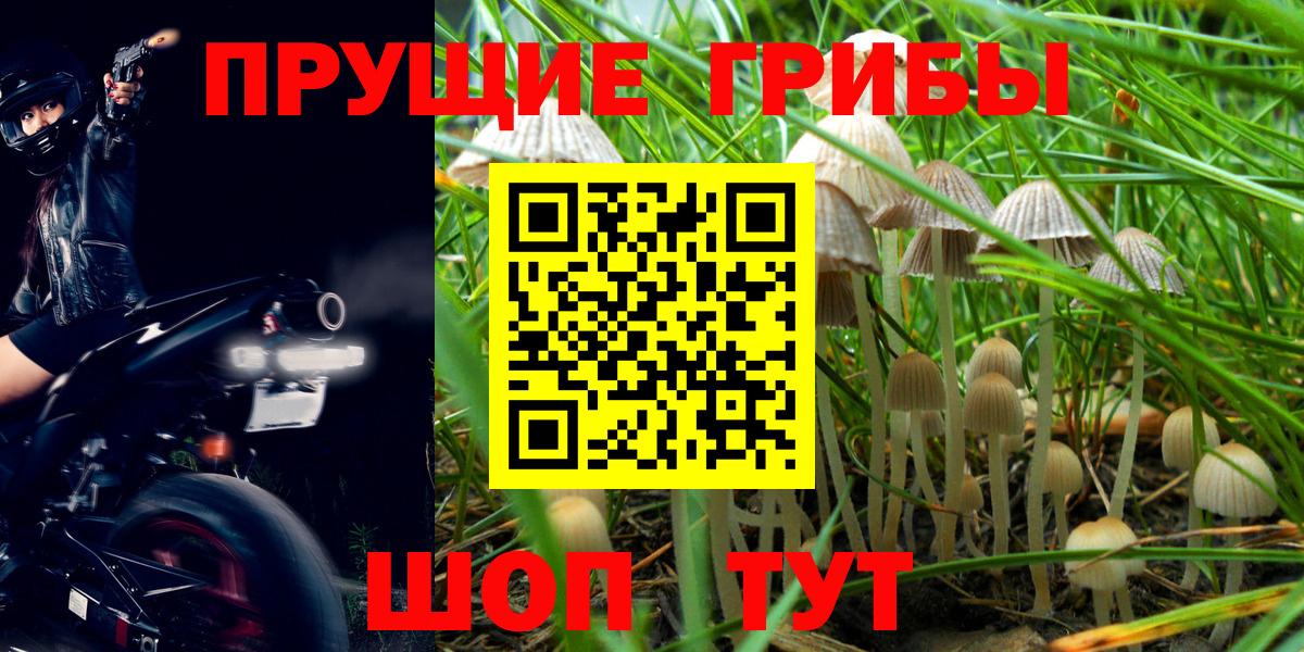 Галлюциногенные грибы Psilocybine cubensis Печора